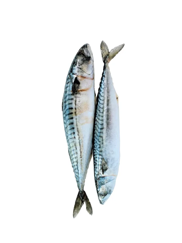 NORWEGIAN WHOLE SABA MACKEREL (+/-500G)