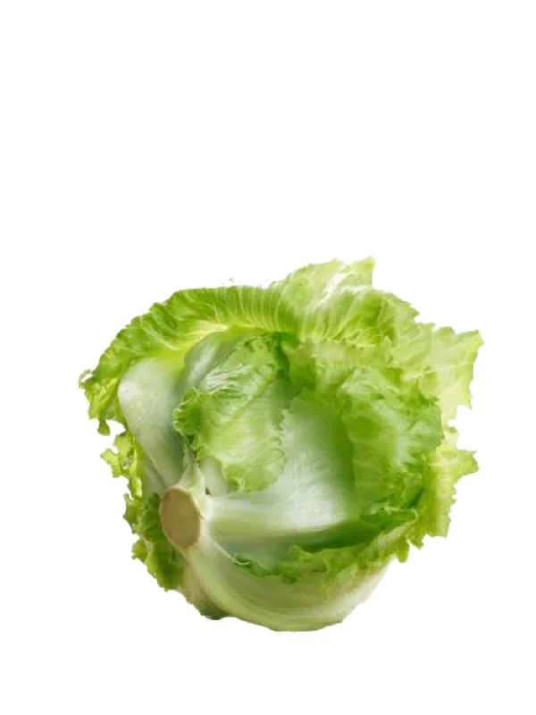 NL CAMERON ICEBERG LETTUCE PC