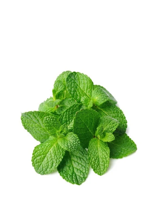 MINT LEAF (DAUN PUDINA) +/-100G