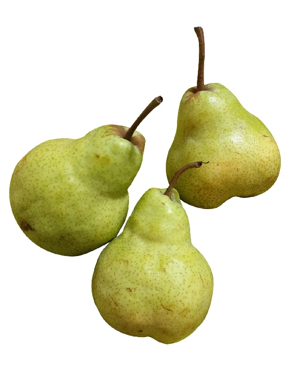 SA PACKHAM PEAR PC