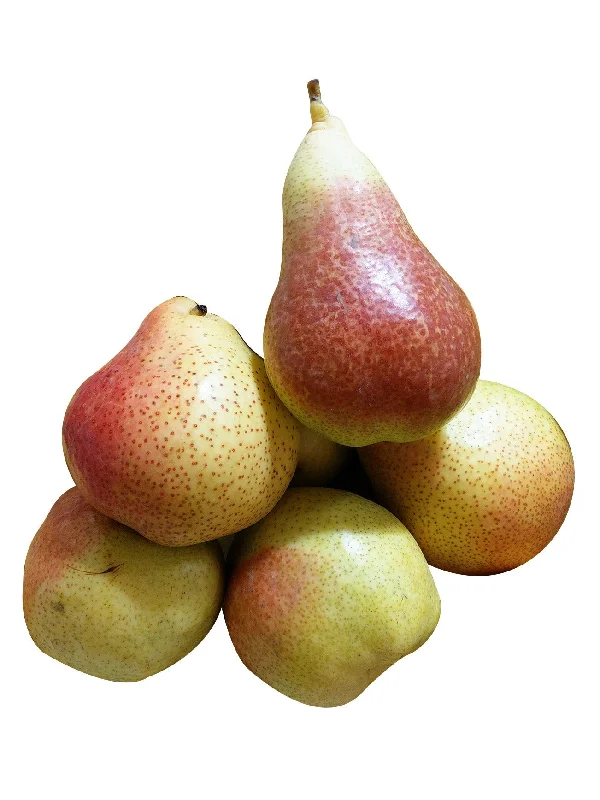 SA FORELLE PEAR PC