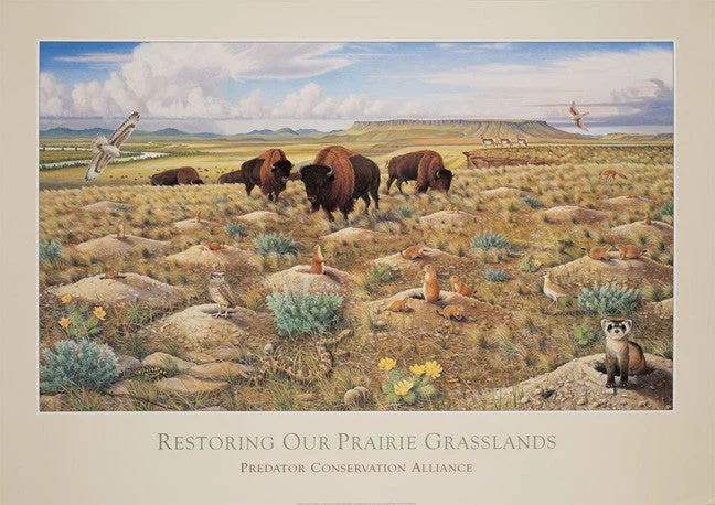 Restoring Our Prairie Grasslands - Note card